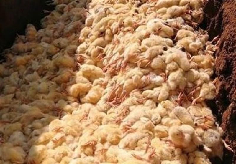 پاسخ صدیق پور به سوالاتی درباره معدوم سازی هزاران جوجه یک پاسخ صدیق پور به سوالاتی درباره معدوم سازی هزاران جوجه یک روزه