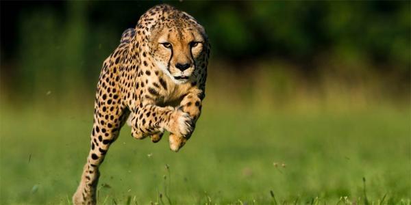 سریع ترین جانوران روی زمین