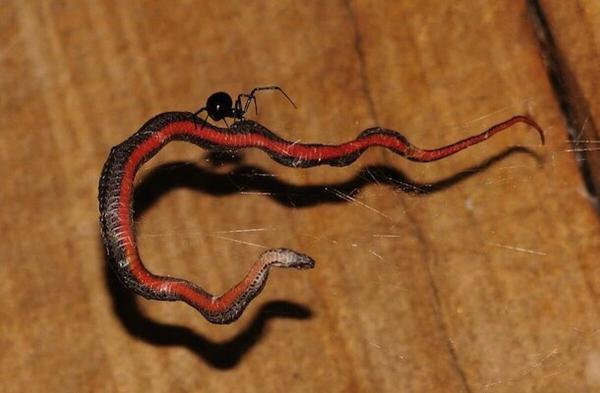 چرا مار به دست عنکبوت شکار می شود؟