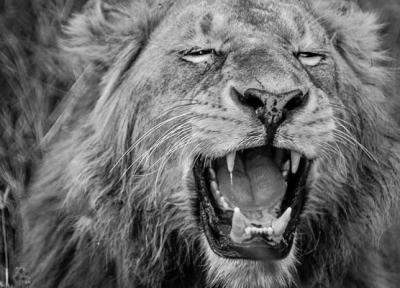 پارک ملی سرنگتی؛ قلب تپنده حیات وحش در آفریقا